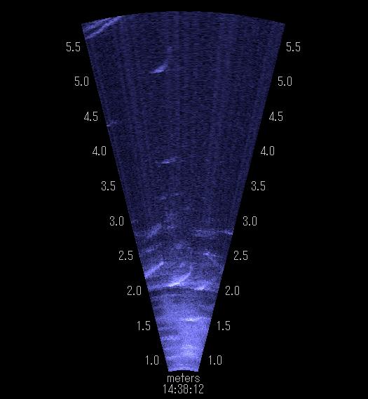 sonar fish